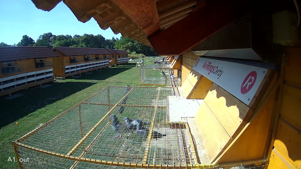 Pigeon Arrival Image For Race Race 5