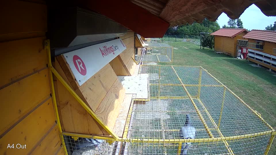 Pigeon Arrival Image For Race Race 3