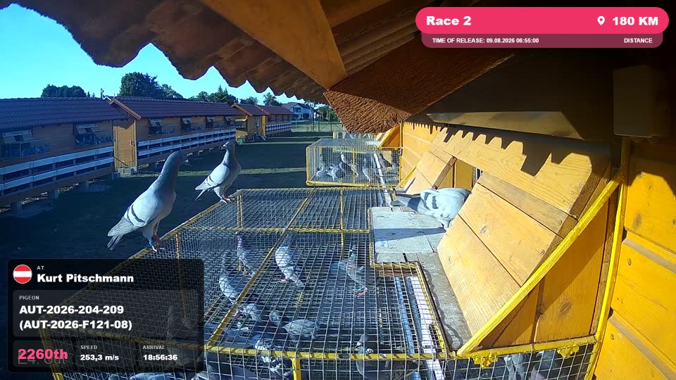 Pigeon Arrival Image For Race Race 2