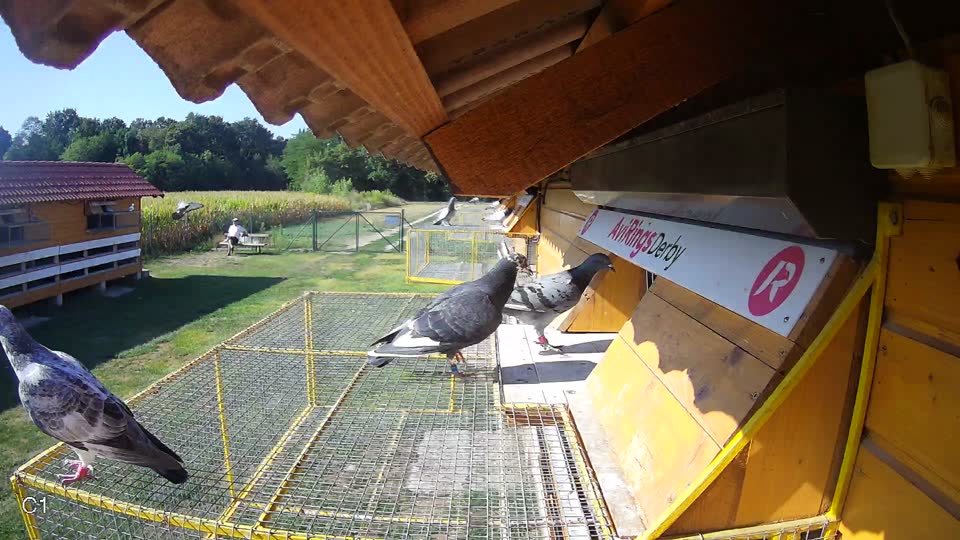 Pigeon Arrival Image For Race Race 2