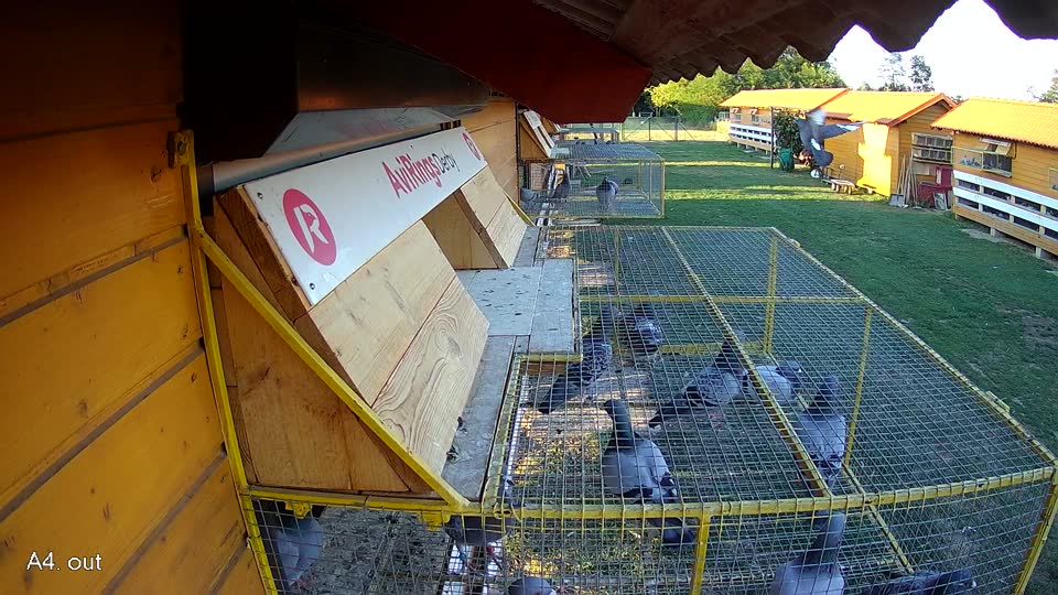 Pigeon Arrival Image For Race Race 4