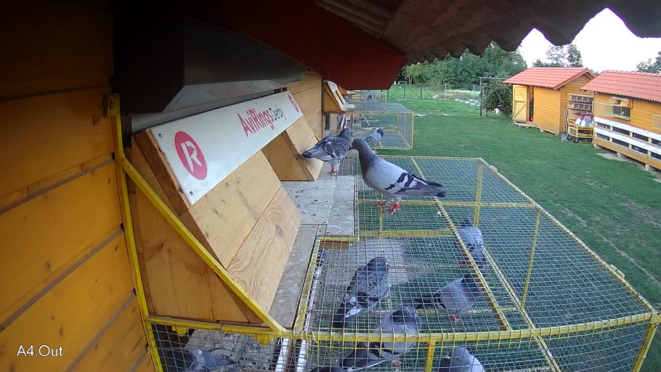 Pigeon Arrival Image For Race Race 6