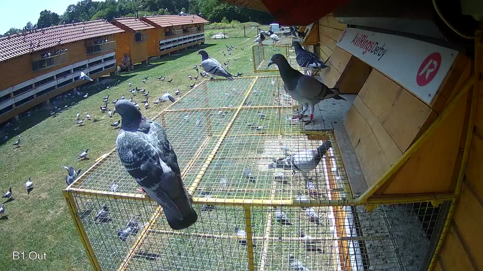 Pigeon Arrival Image For Race Race 3