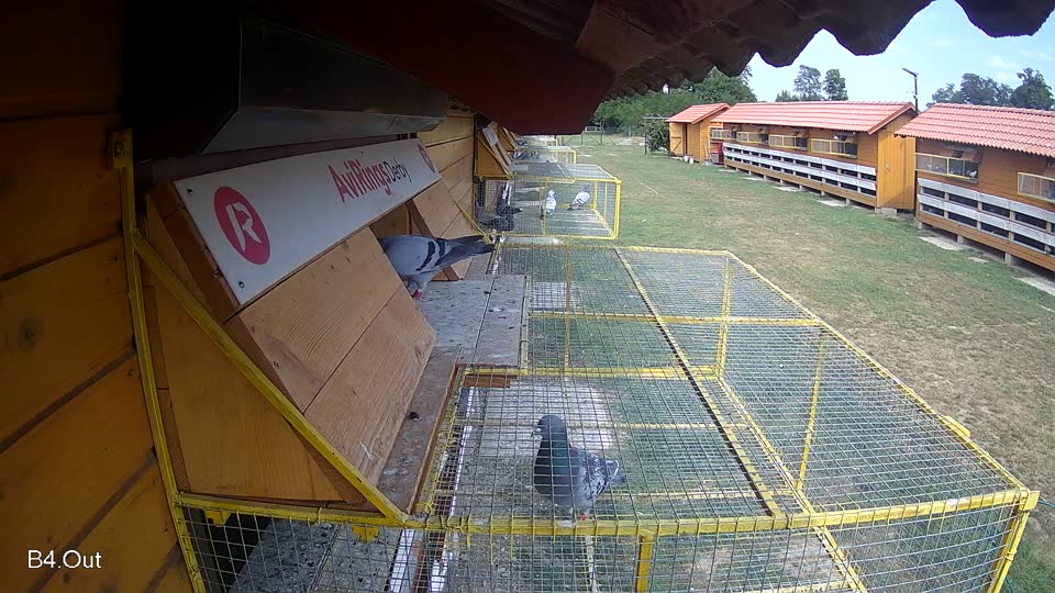 Pigeon Arrival Image For Race Race 4
