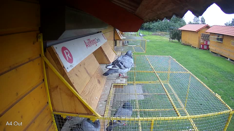 Pigeon Arrival Image For Race Final race 3