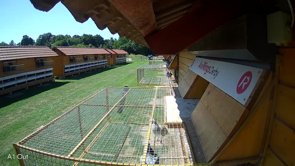 Pigeon Arrival Image For Race Race 2