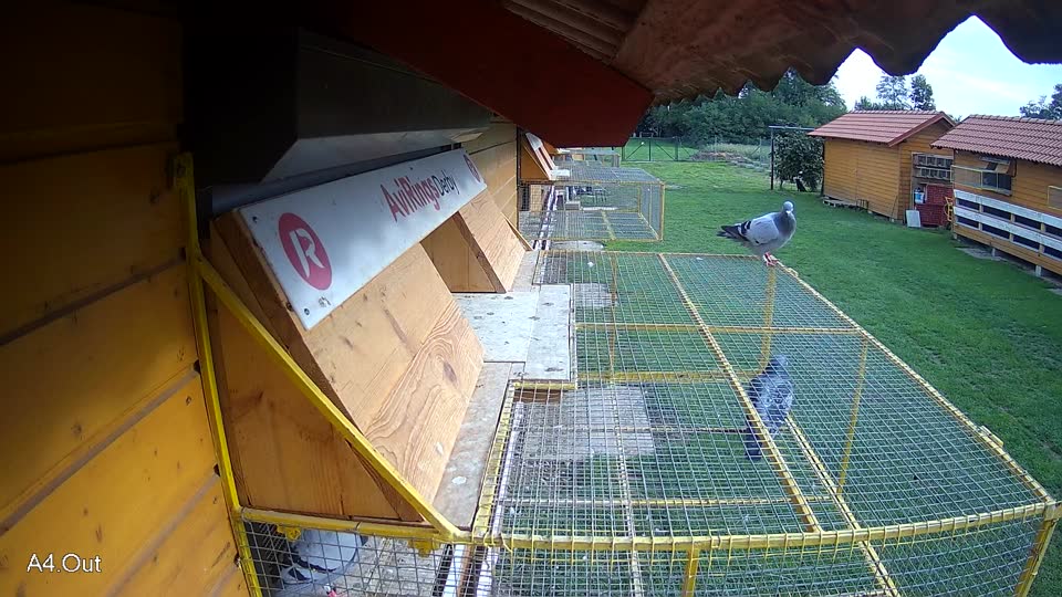Pigeon Arrival Image For Race Final race 2