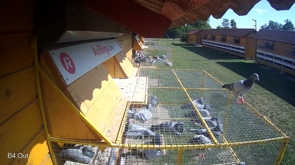 Pigeon Arrival Image For Race Race 5