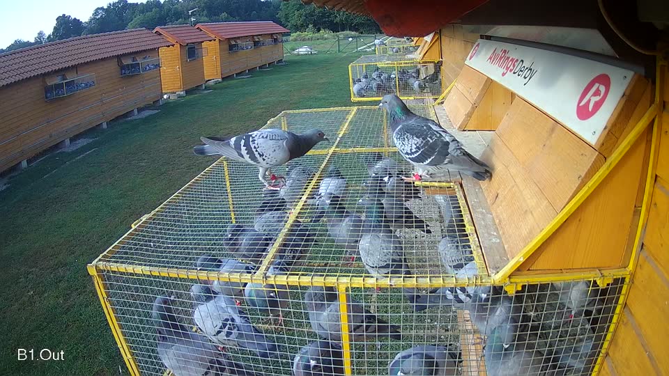 Pigeon Arrival Image For Race Race 3