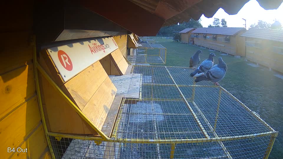 Pigeon Arrival Image For Race Race 4