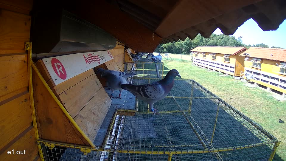 Pigeon Arrival Image For Race Race 2