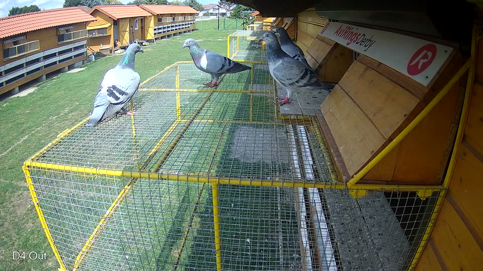 Pigeon Arrival Image For Race Race 6