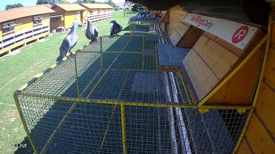 Pigeon Arrival Image For Race Race 2