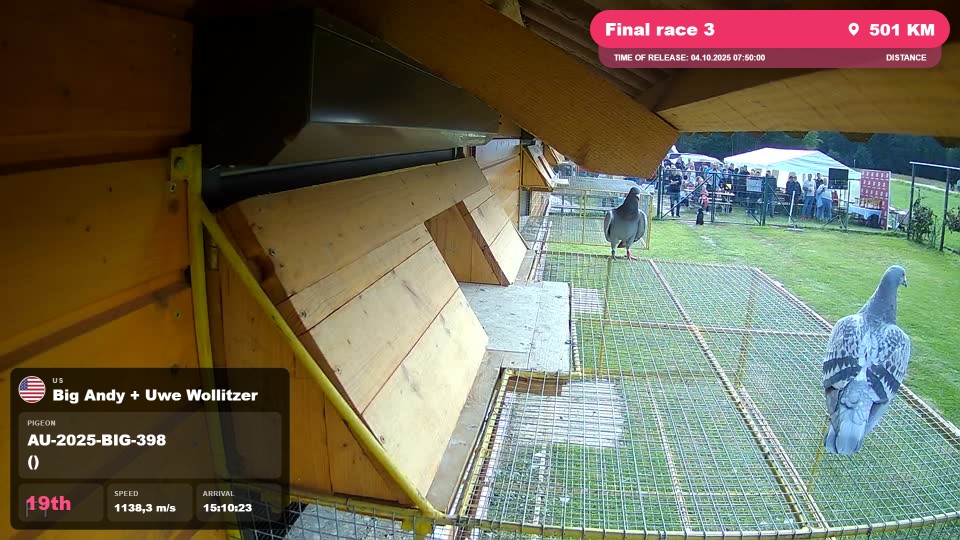Pigeon Arrival Image For Race Final race 3