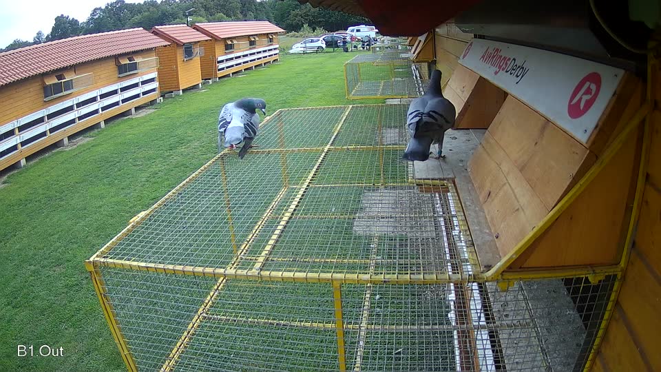 Pigeon Arrival Image For Race Final race 2