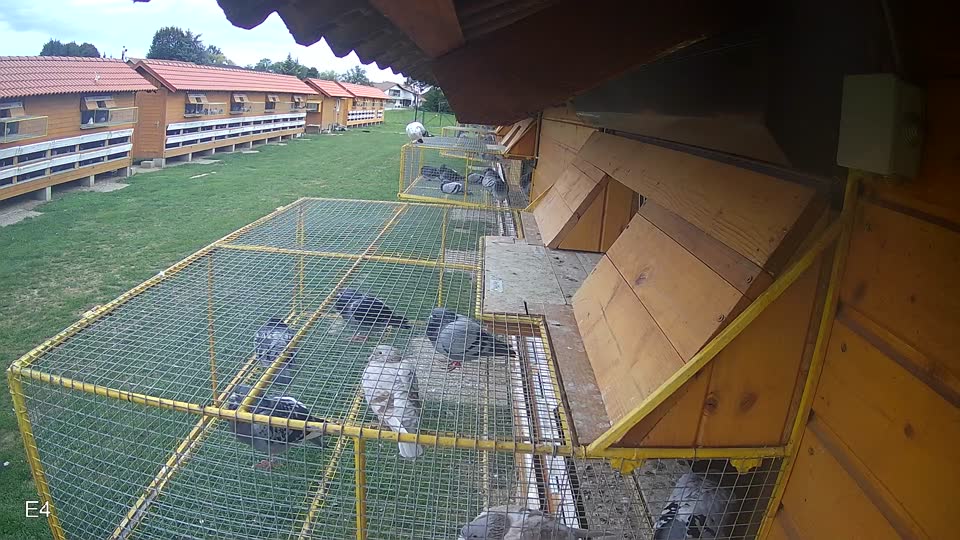 Pigeon Arrival Image For Race Race 6