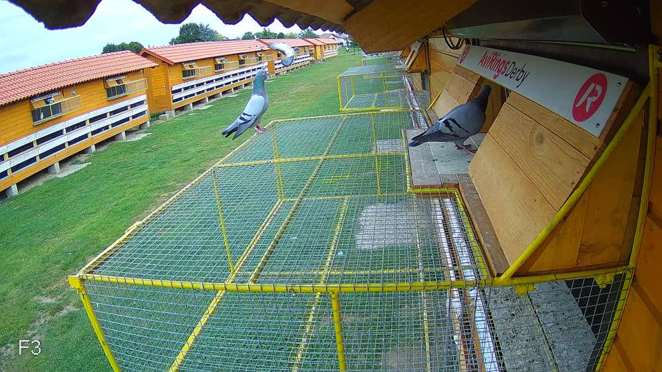 Pigeon Arrival Image For Race Race 3