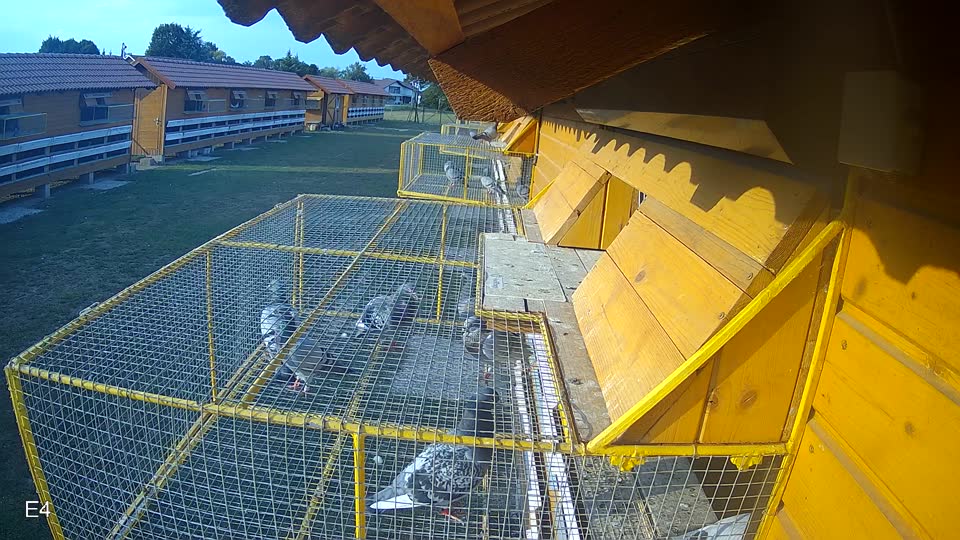 Pigeon Arrival Image For Race Race 4