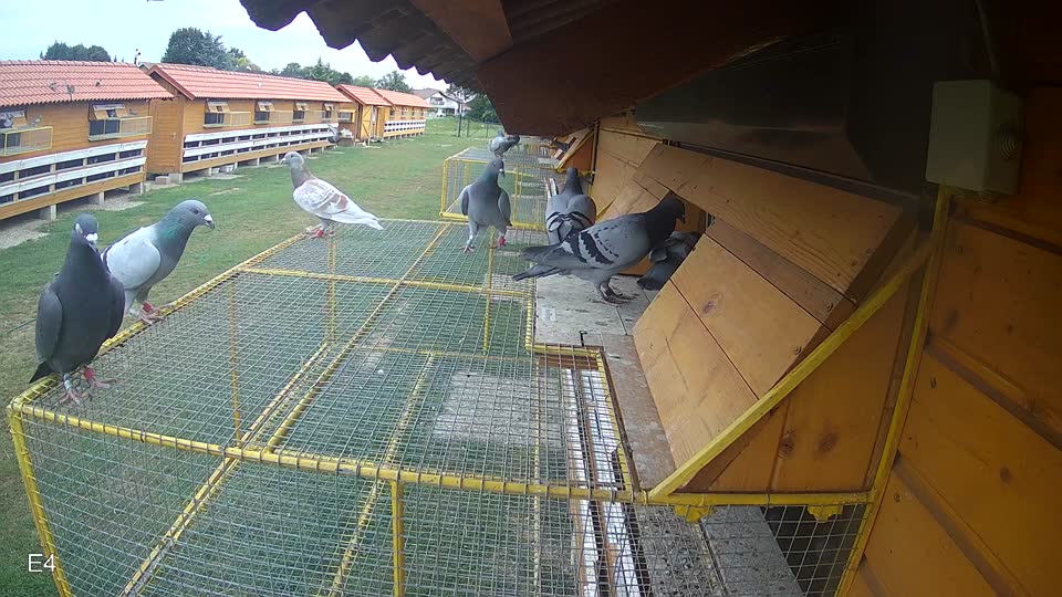 Pigeon Arrival Image For Race Race 3