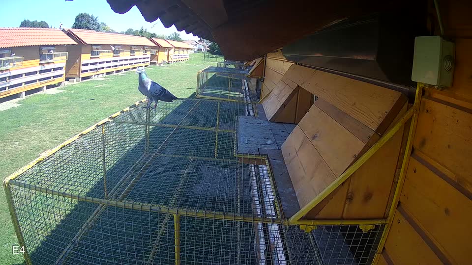 Pigeon Arrival Image For Race Race 2