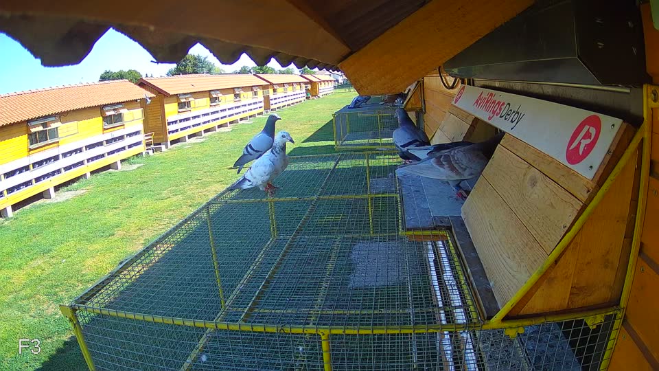 Pigeon Arrival Image For Race Race 2