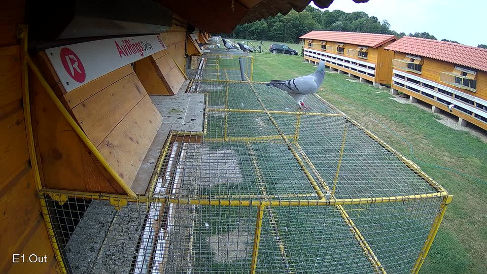 Pigeon Arrival Image For Race Race 3