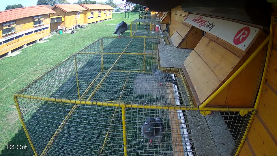 Pigeon Arrival Image For Race Final race 1