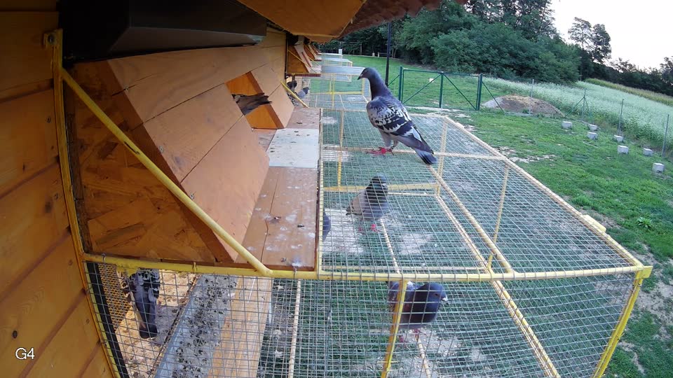 Pigeon Arrival Image For Race Race 6