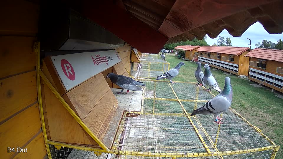 Pigeon Arrival Image For Race Race 4