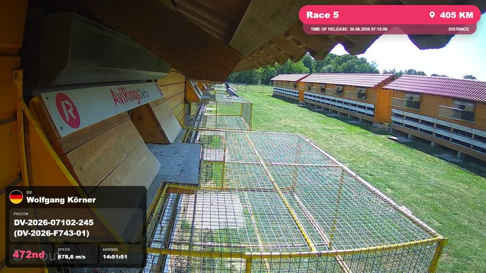 Pigeon Arrival Image For Race Race 5