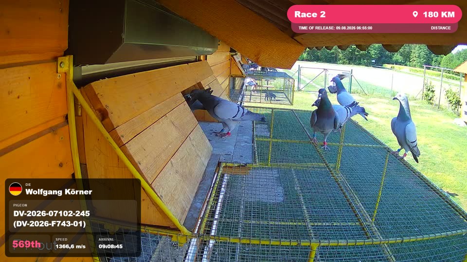Pigeon Arrival Image For Race Race 2