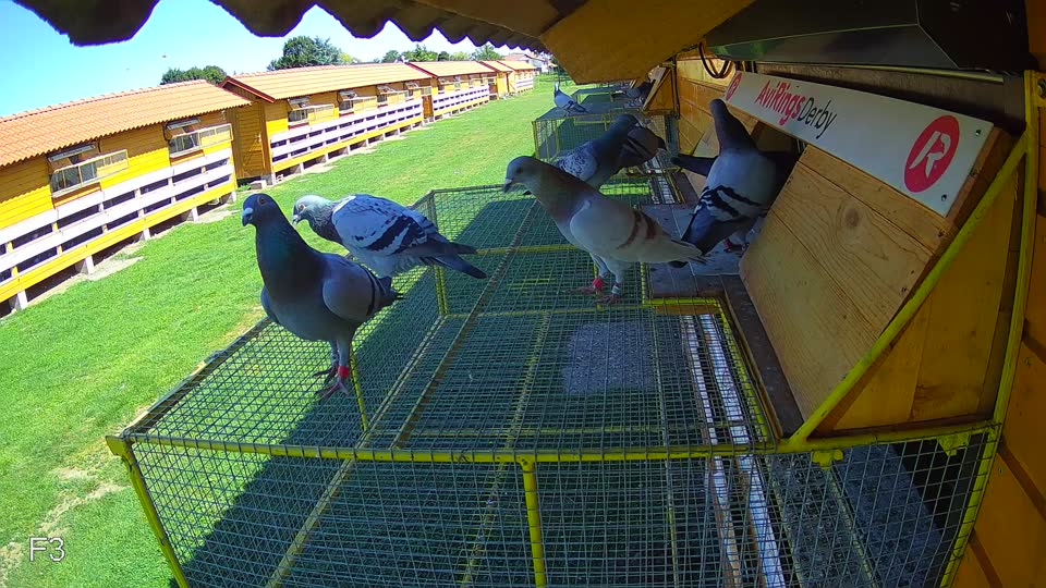 Pigeon Arrival Image For Race Race 2