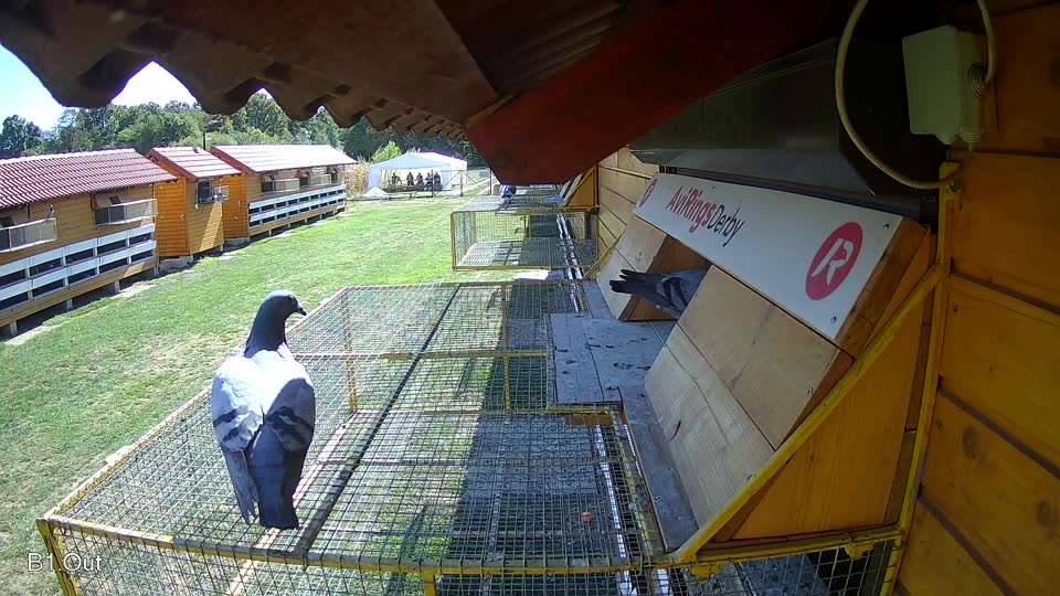 Pigeon Arrival Image For Race Final Race 1/3