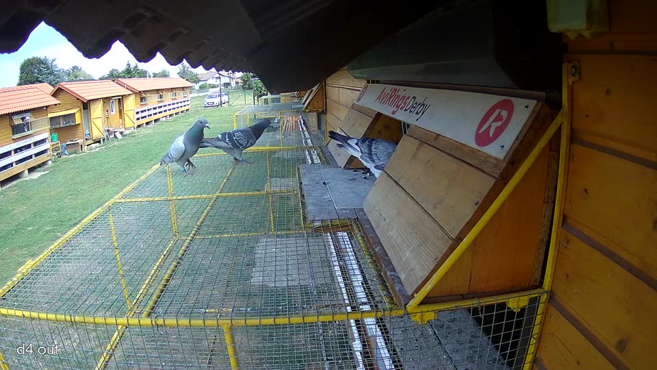 Pigeon Arrival Image For Race Race 4