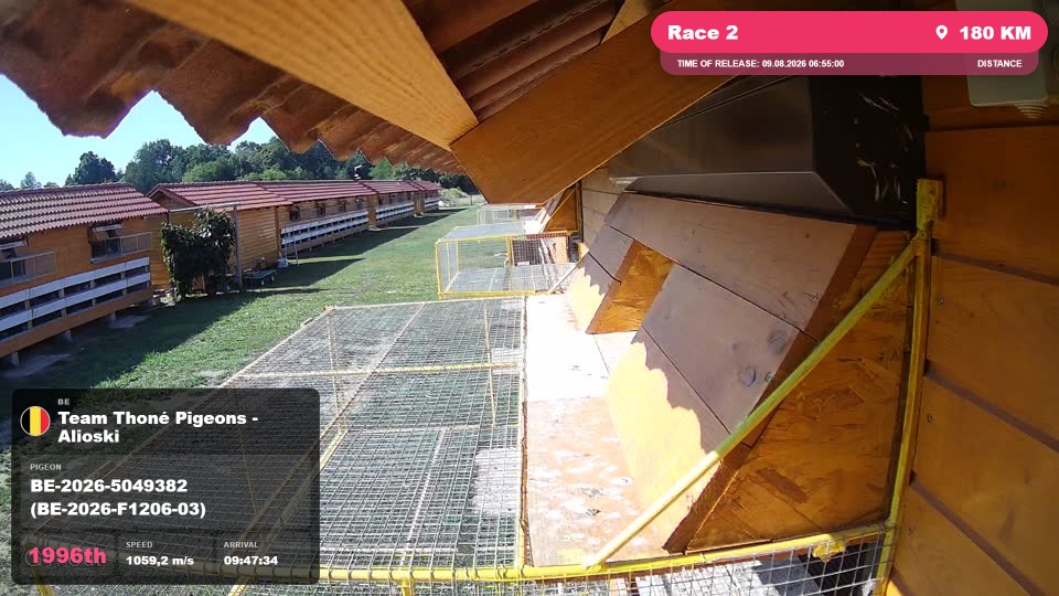 Pigeon Arrival Image For Race Race 2