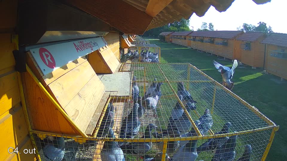 Pigeon Arrival Image For Race Race 1