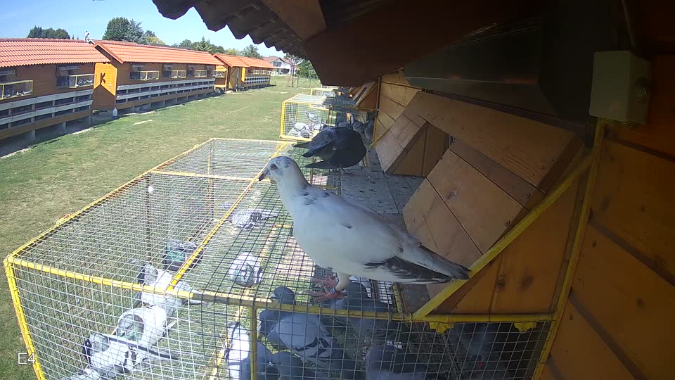 Pigeon Arrival Image For Race Race 5
