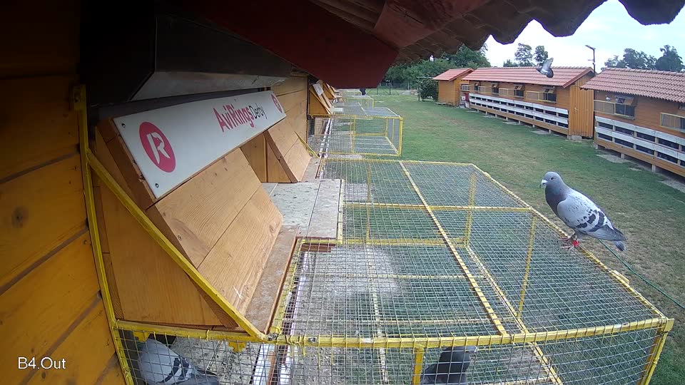 Pigeon Arrival Image For Race Race 3