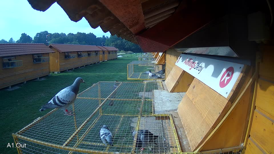 Pigeon Arrival Image For Race Final race 1