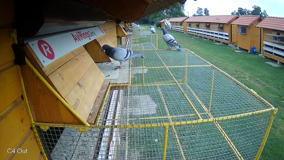 Pigeon Arrival Image For Race Race 3