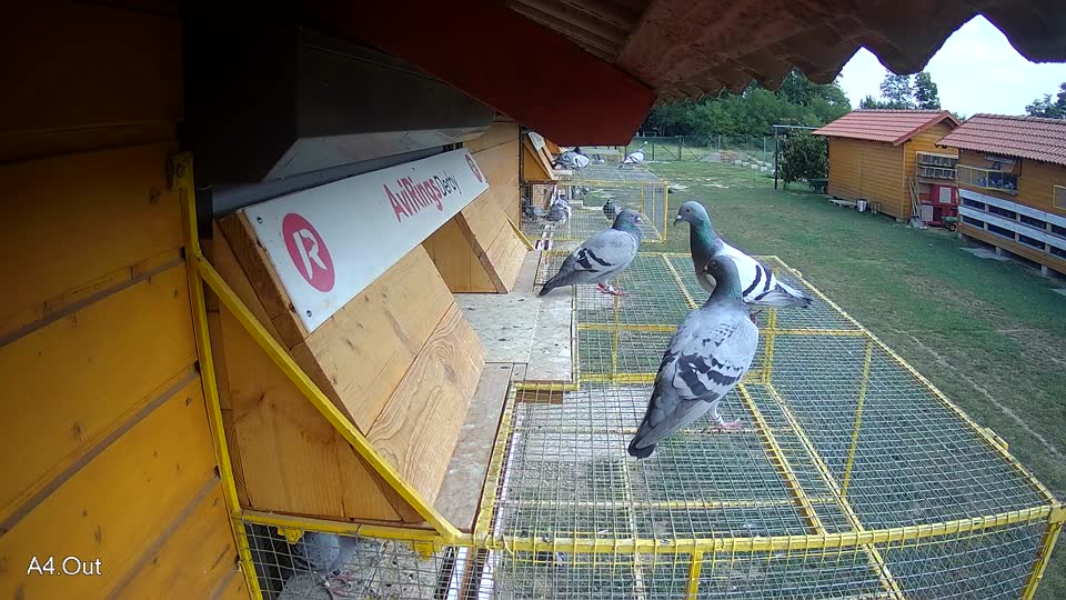 Pigeon Arrival Image For Race Race 4