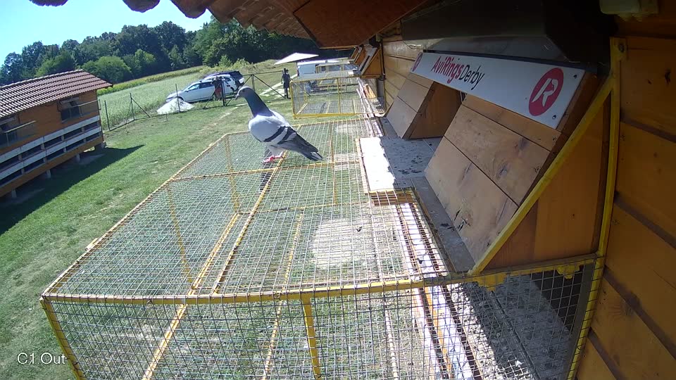 Pigeon Arrival Image For Race Race 5