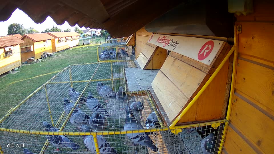Pigeon Arrival Image For Race Race 1