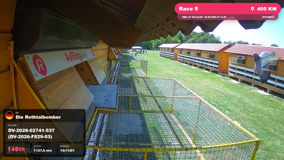 Pigeon Arrival Image For Race Race 5