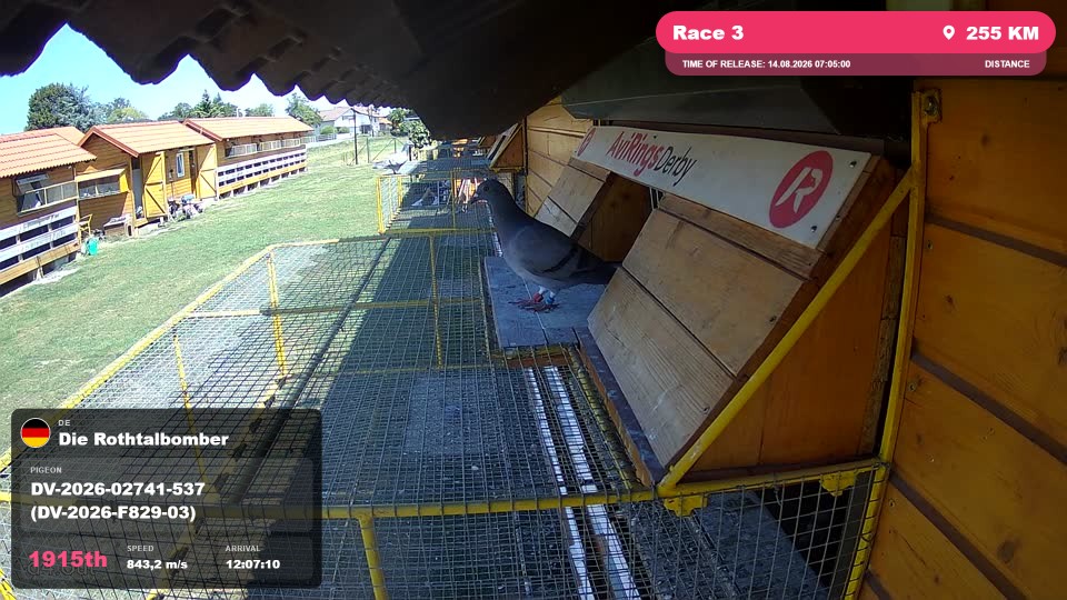 Pigeon Arrival Image For Race Race 3