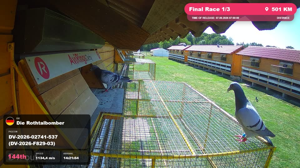 Pigeon Arrival Image For Race Final Race 1/3