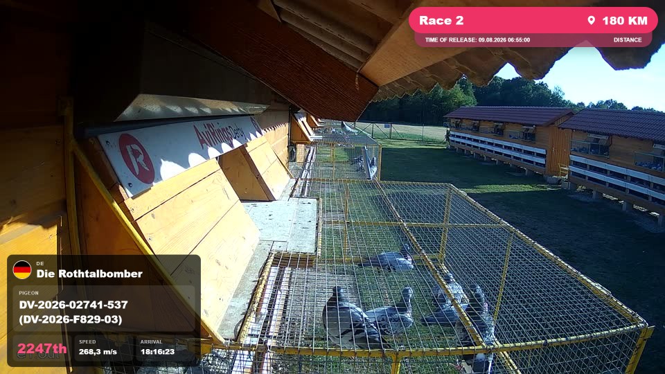 Pigeon Arrival Image For Race Race 2