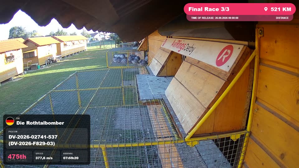 Pigeon Arrival Image For Race Final Race 3/3