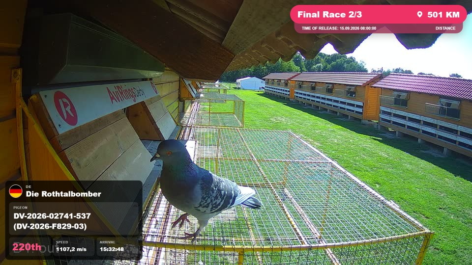 Pigeon Arrival Image For Race Final Race 2/3