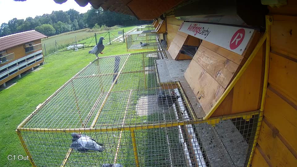 Pigeon Arrival Image For Race Final race 2